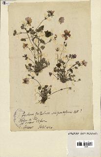 spécimen de Erodium guttatum