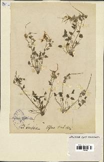 spécimen de Erodium guttatum