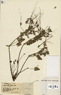spécimen de Erodium guttatum