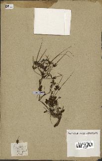 spécimen de Erodium guttatum