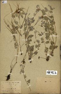 spécimen de Erodium guttatum