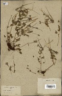 spécimen de Erodium guttatum
