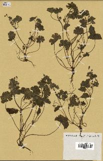 spécimen de Geranium rotundifolium