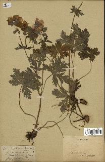 spécimen de Geranium atlanticum