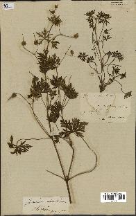 spécimen de Geranium columbinum