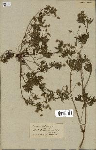 spécimen de Geranium columbinum