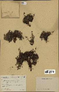 spécimen de Geranium cinereum