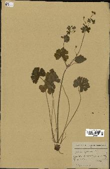 spécimen de Geranium pyrenaicum