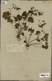 spécimen de Geranium pyrenaicum