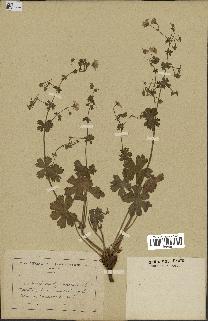 spécimen de Geranium pyrenaicum