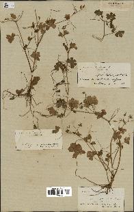 spécimen de Geranium lucidum