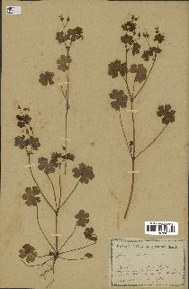 spécimen de Geranium lucidum