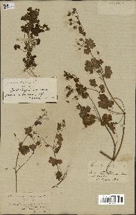 spécimen de Geranium lucidum