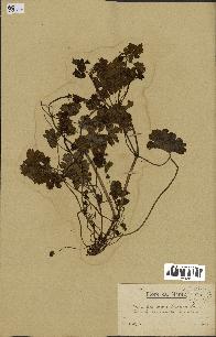 spécimen de Geranium lucidum