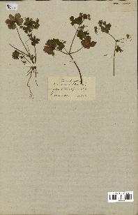 spécimen de Geranium lucidum