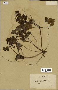 spécimen de Geranium lucidum