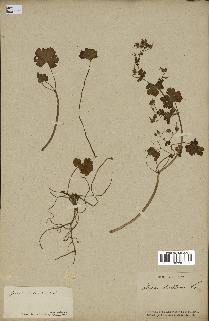 spécimen de Geranium lucidum