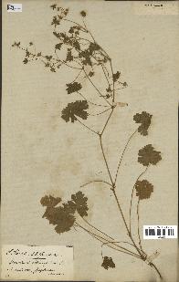 spécimen de Geranium rotundifolium