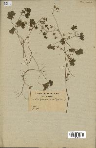 spécimen de Geranium rotundifolium