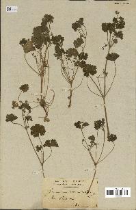 spécimen de Geranium rotundifolium