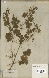 spécimen de Geranium rotundifolium