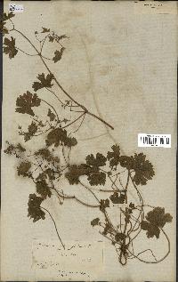 spécimen de Geranium rotundifolium