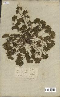 spécimen de Geranium rotundifolium