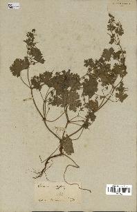 spécimen de Geranium rotundifolium