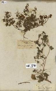 spécimen de Geranium rotundifolium