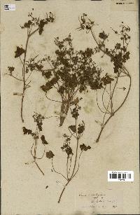 spécimen de Geranium rotundifolium