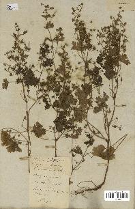 spécimen de Geranium rotundifolium