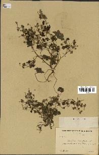 spécimen de Geranium rotundifolium