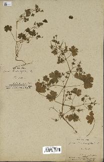 spécimen de Geranium rotundifolium