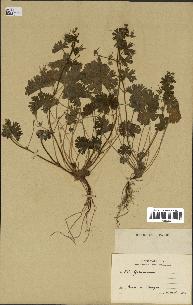 spécimen de Geranium rotundifolium