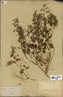 spécimen de Geranium rotundifolium