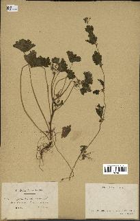 spécimen de Geranium rotundifolium