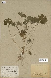 spécimen de Geranium rotundifolium