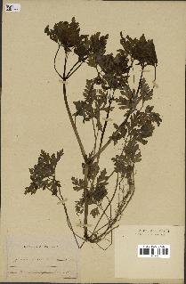 spécimen de Geranium robertianum