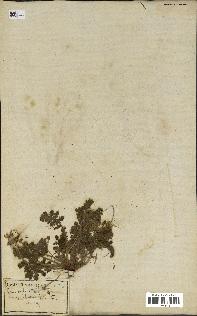 spécimen de Erodium tordylioides