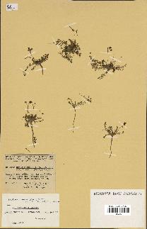 spécimen de Erodium stellatum
