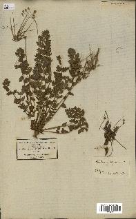 spécimen de Erodium romanum