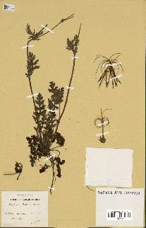 spécimen de Erodium botrys