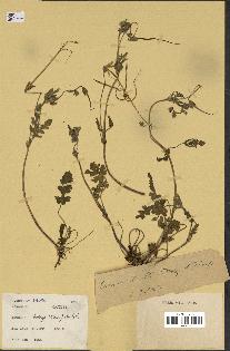 spécimen de Erodium botrys