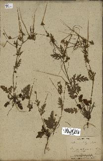 spécimen de Erodium botrys