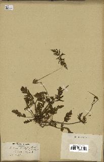 spécimen de Erodium botrys