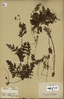 spécimen de Erodium botrys