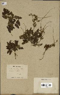 spécimen de Erodium botrys