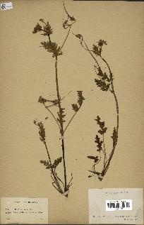 spécimen de Erodium botrys