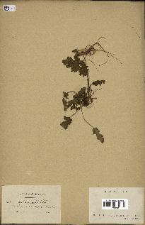 spécimen de Erodium botrys