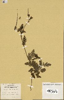 spécimen de Erodium botrys